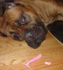 pink-bicsmaller.jpg