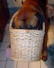 basket-stuck-on-head....jpg