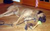 snoring-like-a-harley-shove.jpg