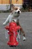 dandydog-hydrant.jpg