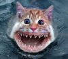 catfish.jpg