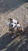 2016-04-30-Zorro.jpg