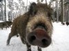 wild-boar.jpg