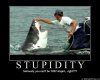 stupidity.jpg