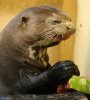 otter.jpg