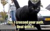 blackcat.jpg