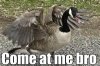 goosey.jpg