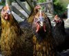 hen.jpg