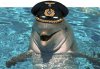 Funny Dolphin_2.jpg