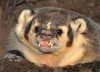 angry badger.jpg