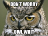 owl.png