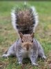 squirrel.jpg