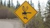 Mosquito.jpg