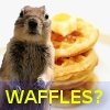 wafflessquirrel.jpg