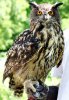 eagle_owl.jpg
