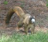 Eastern-Fox-Squirrel.jpg