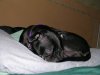 maisie sleeping in camper.jpg