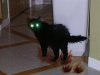 mon chat_2.jpg