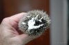 4_AOSonBrush.JPG