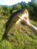 Aunt V's bass.gif