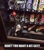 kit cat.jpg