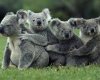 koalas.jpg