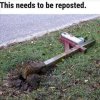 reposted.jpg