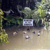 beware of the crocs.gif