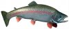 rainbow%20trout.jpg