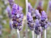 Single_lavendar_flower.jpg