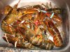Lobster.jpg