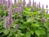 patchouli-plant.jpg
