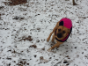 dog.png