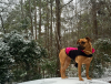 dog.png