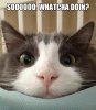 Soooooo_whatcha_doing_.jpeg