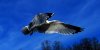 Seagull.jpg