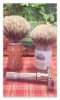 SOTD_0310417.jpeg