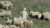 corona-light-herd-600-23963.jpg