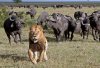 herding a lion.jpg