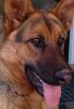 140px-German_Shepherd_Vienna.jpg