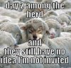 Sneaky wolf - DAY 2 AMONG THE HERD AND THEY STILL HAVE NO IDEA I'M NOT ___.jpg