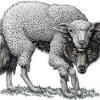 shheep.jpg