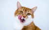 hungry-cat small.gif