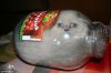 bonsai_cat3.jpg
