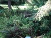 evil deer.jpg