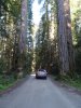 Redwood1.jpg