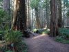 Redwood2.jpg