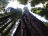 Redwood3.jpg