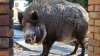 wildschwein1.jpg