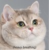 pant.jpg